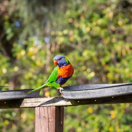 Lorikeet Holiday Park Arrawarra Extérieur photo