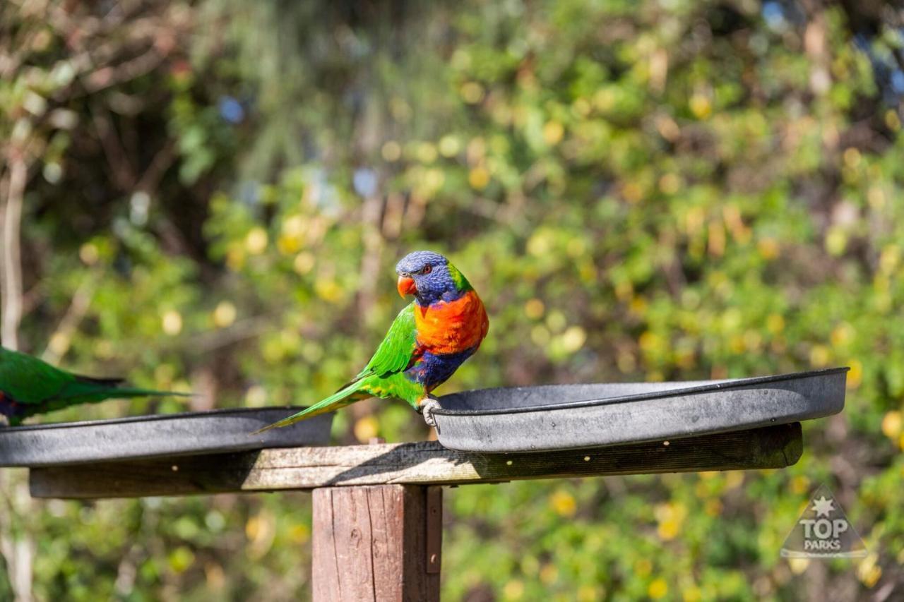 Lorikeet Holiday Park Arrawarra Extérieur photo